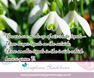 snowdrops have six tepals