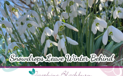 Snowdrops Leave Winter Behind