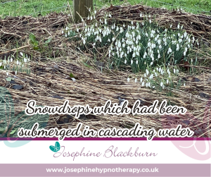 snowdrops leave winter behind